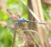 Jaunty Dropwing male